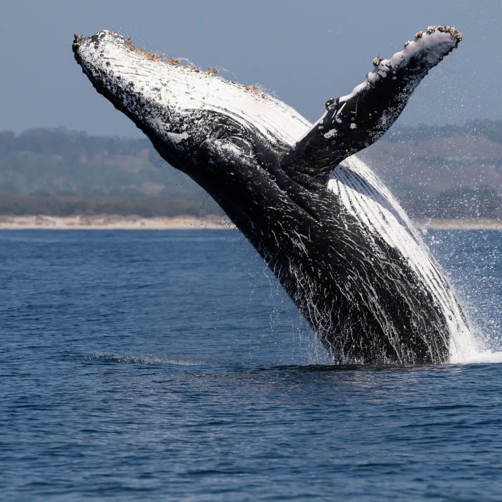 Whale Medicine Community Gathering, Sing and Drum, Sweatlodge Ceremony | Temple of Éiriú - Ce